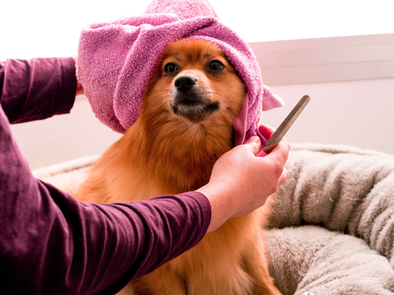 The Importance of Getting the Right Dog Towel