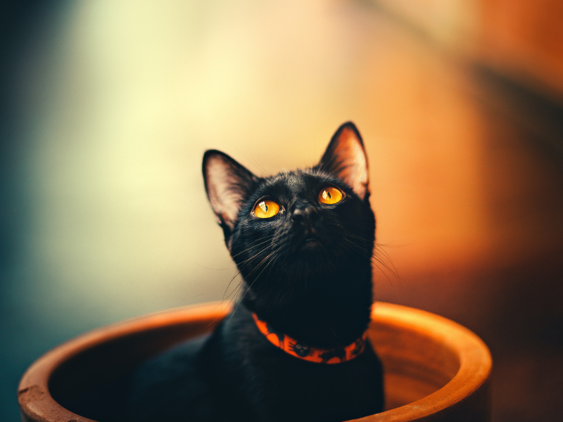 Why Even Your Indoor Kitty Should be Wearing a Cat Collar