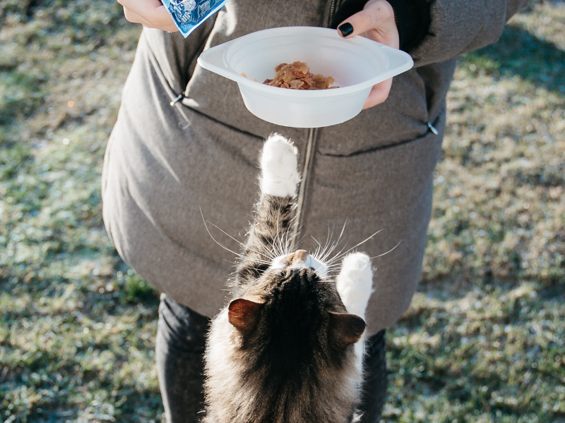 Portion Control Purr-fection: How Much to Feed Your Cat