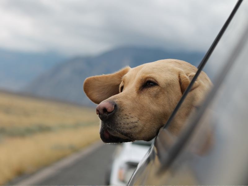 Pack, Paws, and Go: The Definitive Handbook for Traveling with Your Dog