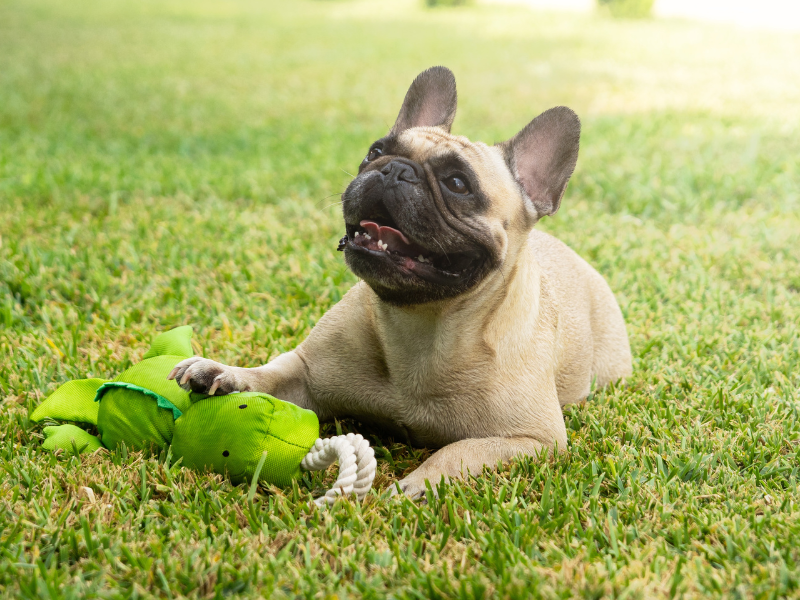 The Curious Canine: Understanding the Fascination with Squeaky Toys