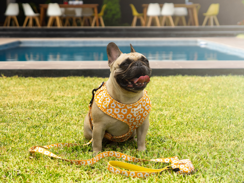 Step-by-Step Guide to Perfectly Measure Your Dog for a Harness