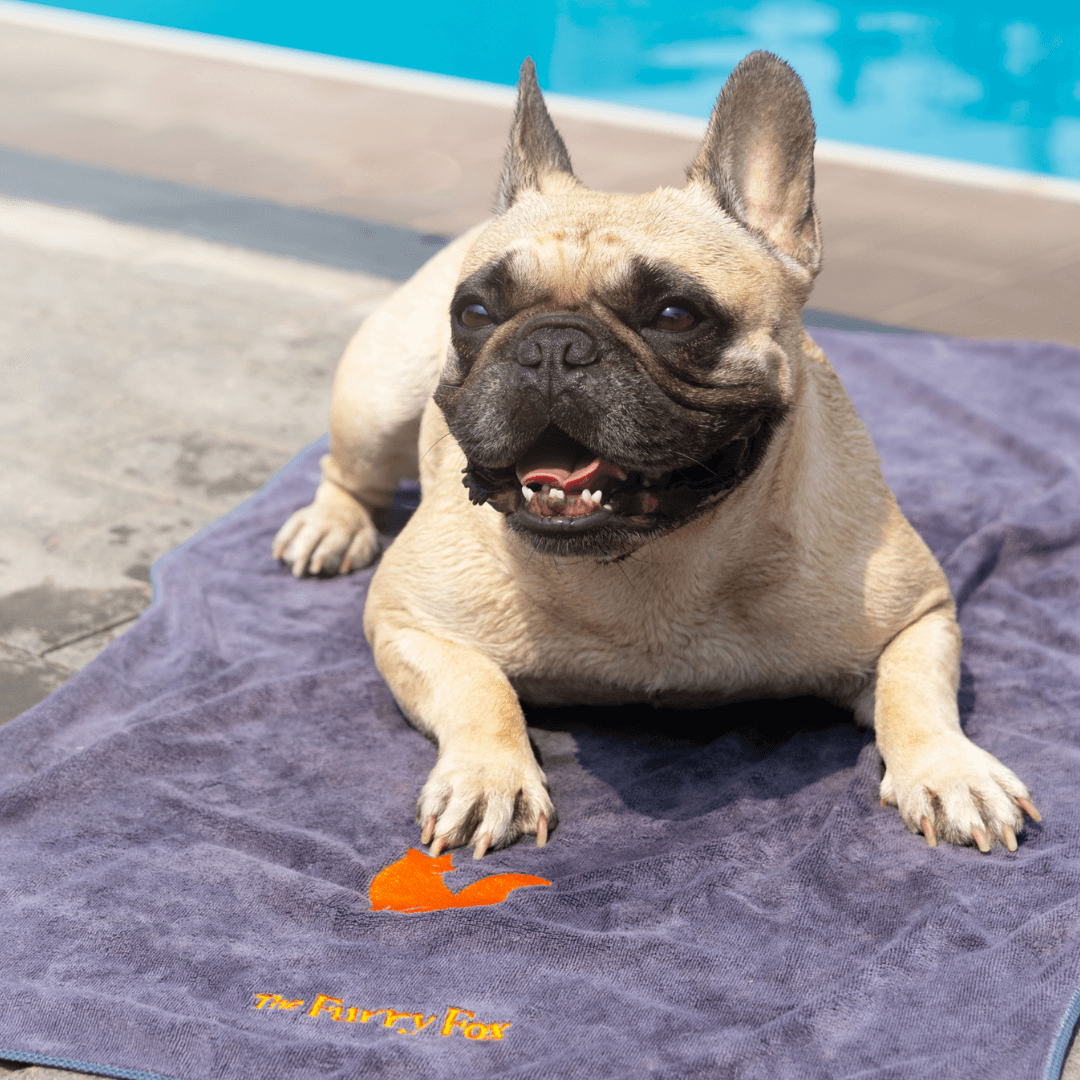 Premium Microfiber Pet Towel with dog